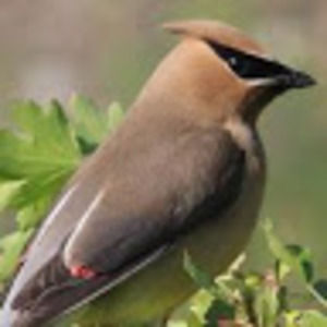 Meet your Posher, Cara